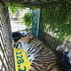 IFAW supported the rescue of 5 tigers and 1 black bear from a failing facility in Ohio to sanctuaries in Nevada and California.